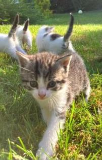 Katzenbabys grau weiß getigert