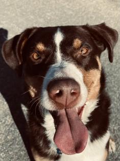 Bildhübscher Appenzeller Sennenhund