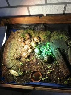 Griechische Landschildkröten THB von 2023