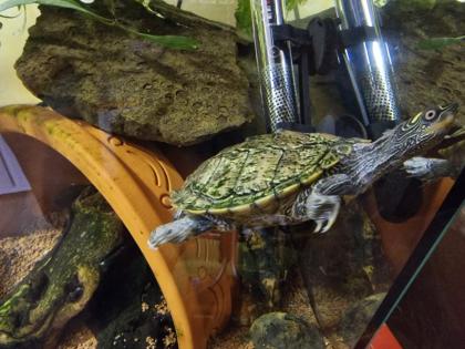 Mississippi Höckerschildkröte - männlich - mit Zuhause Kostenlos abzugeben