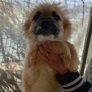 Fido / Status sucht ein Zuhause