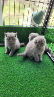 Britisch kurzhaar Kitten