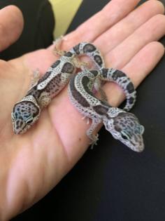 0. 1 Mack Snow Stripe Leopardgecko Weibchen Enz 23 abzugeben