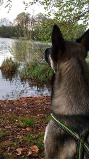 Deckrüde Schäferhund husky Mix