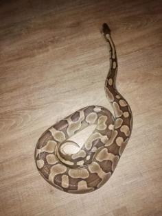 Königsphyton Butter/lesser platinum