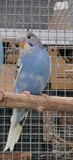 Junger Wellensittichhahn sucht neuen Körnergeber