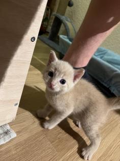 BKH-EKH Kater Kitten Kätzchen