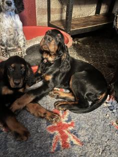 Wunderschöne Gordon Setter Welpen