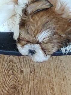 ShihTzu Welpen auch in Schokobraun