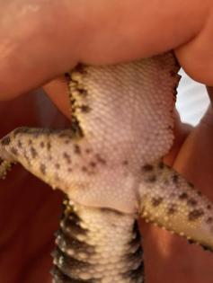 Leopardgecko Black Night w 4. 5 Jahre