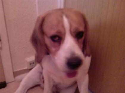 Spike 3 5 Jahre sucht Beagleliebhaber zum Austoben und Liebhaben