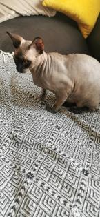 Sphinx Katze / sphynx kater