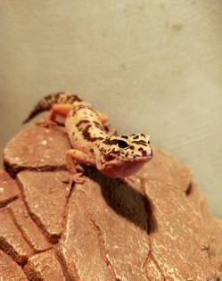Männlicher Leopardengecko sucht ein neues Zuhause