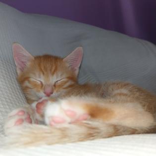 2 Katzenbabys 12 Wochen Weibchen und Junge
