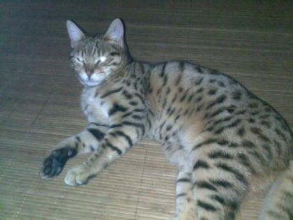 2 Suesse Katzen abzugeben Bengal Kater und Hauskatze