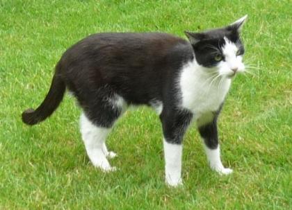 4 5j Kater in liebevolle Hände abzugeben