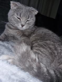 Meine verschmuste Dame Luna