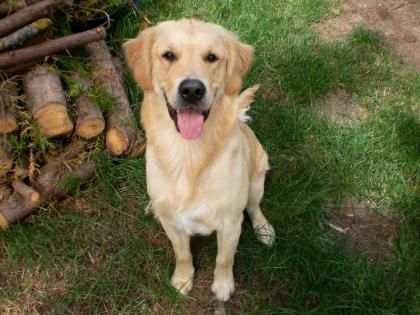 Golden Retreiver Deckrüde Spezielle Jagdzucht
