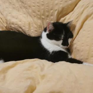 Allergienotfall Verschmuste freundliche Katze