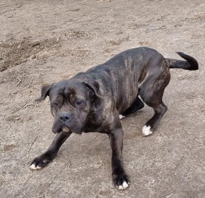 Cane Corso mit AHNENTAFEL