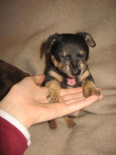 2 liebe lebensfrohe russische Toyterrier-Welpen suchen ein liebenswertes Zuhaus