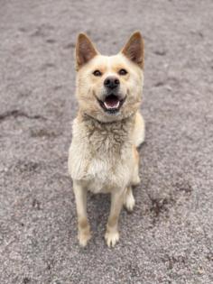 Chizuko - Akita Inu-Mischling - freundlich verträglich