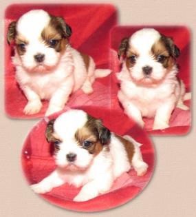 Knuddelfaktor eins- Shih Tzu Babys-