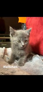 3 BKH Kitten suchen ein Neues Zuhause