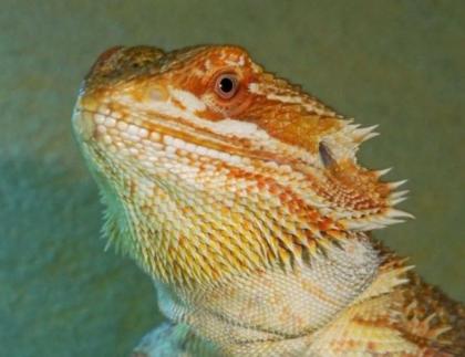 Orange Bartagame männl. 11 Monate alt