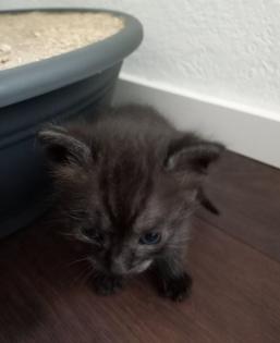 Türkisch van Kitten mix