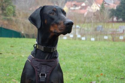 Starsky - Dobermann - 1 Jahr - Tierhilfe-Franken e. V.