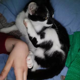 Allergienotfall Verschmuste freundliche Katze