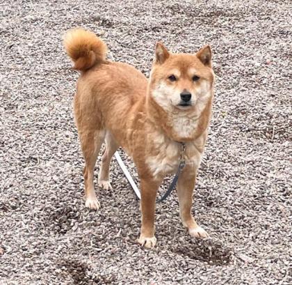 Choko - Shiba Inu-Mischling - lieb schüchtern