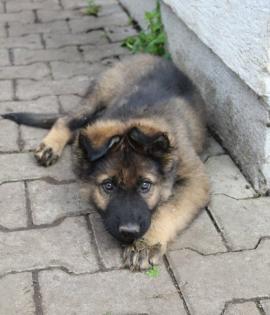 Ork Rüde Welpe Altdeutscher Schäferhund DDR Linien