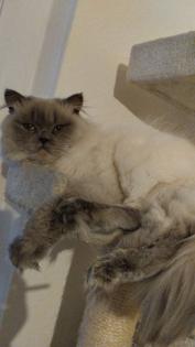 BLH/Ragdoll Kitten suchen ein liebevolles Zuhause