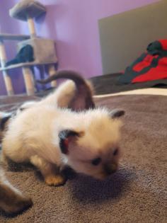 Reinrassige Siam Kitten Balinesisch