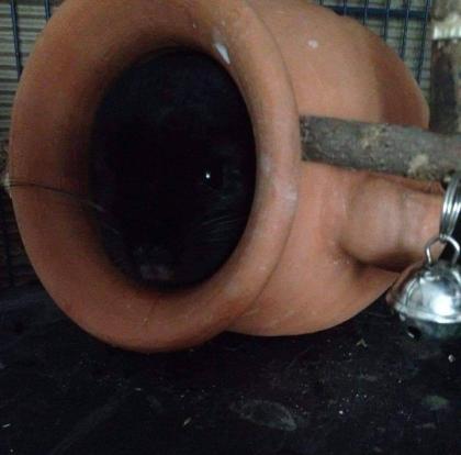 Chinchilla Weibchen gesucht HH