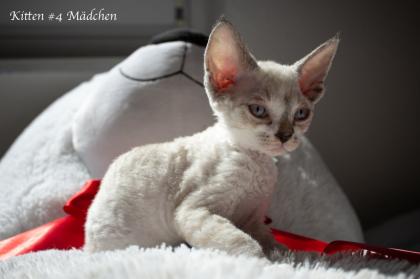 Devon Rex Kitten Abgabe Anfang August