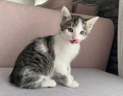 Katzenbaby Weiblich