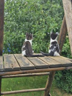 Katzenbabys Babykatzen Kätzchen Kitten Kater