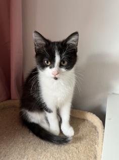 2 Baby BKH-Mix Kitten bereit für Abgabe