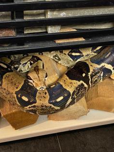 Boa Constrictor C ohne Terrarium