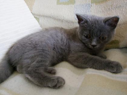 Süße kleine Katzenbabys / Kätzchen / Kitten
