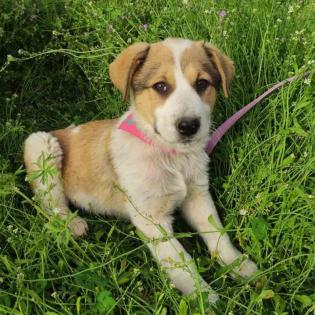 Angela / Status sucht ein Zuhause