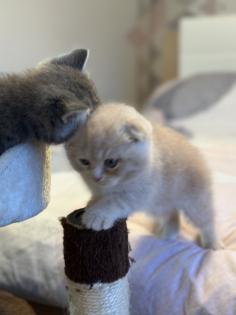 Wunderschöne schottische Britisch-Kurzhaar-Kater