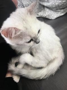 Verschmustes BKH Baby Mädchen Farbe Tabby Silver shaded