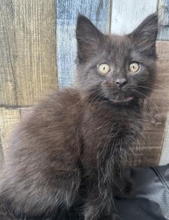Maine Coon mix- alter Art Babys