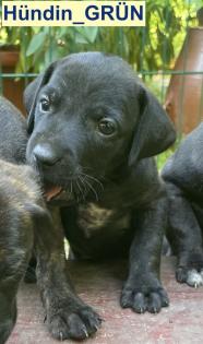 Bildhübscher schlauer Ridgeback Mix - 1x Rüde 8x Hündin
