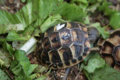 Griechische Landschildkröten Thb. un Thh. kleinbleibende Unterart aus dem westlichen Mittelmeerr