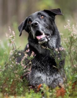 BUBI BALOU - Labrador-Schäfer-Mix - 8 Jahre - Tierhilfe-Franken e. V.